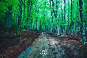 To South Olympus Forest Trail (54K / +2.800m) θα πραγματοποιηθεί το Σάββατο 25/11/2023!