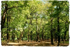 Χορηγός του 4ου Foloi Trail Run το Τσιανίκας Outdoor Activities!