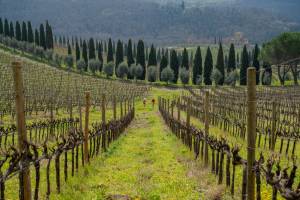 Από ένα Μπουκάλι Chianti στη Σειρά Αγώνων UTMB: Ο Matteo Matteuzzi μας Μιλάει για την Εξέλιξη του "Chianti Ultra Trail by UTMB"!