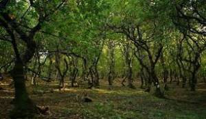 5ος IPSILANTIS TRAIL 2026 -ΠΡΟΚΗΡΥΞΗ ΔΙΟΡΓΑΝΩΣΗΣ!